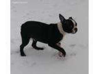 Boston Terrier Puppy for sale in Holmesville, OH, USA