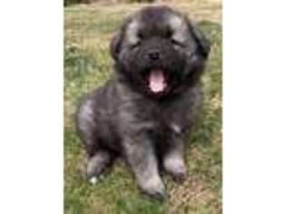 Keeshond Puppy for sale in Catawissa, PA, USA