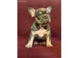 French Bulldog Puppy for sale in Silver Spring, MD, USA