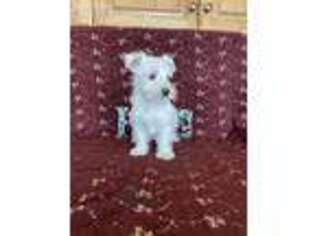 West Highland White Terrier Puppy for sale in Dundee, NY, USA