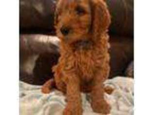 Goldendoodle Puppy for sale in Leakesville, MS, USA