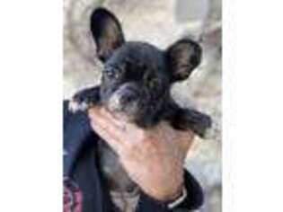 French Bulldog Puppy for sale in Barnum, IA, USA