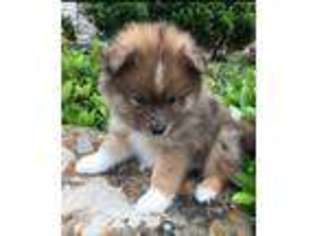 Pomeranian Puppy for sale in Prosper, TX, USA