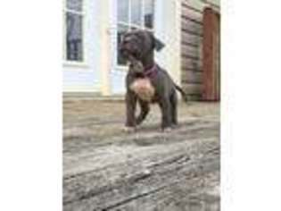 Mutt Puppy for sale in Bulls Gap, TN, USA