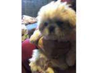 Pekingese Puppy for sale in Rimersburg, PA, USA