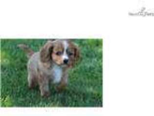 Cavalier King Charles Spaniel Puppy for sale in Rochester, MN, USA
