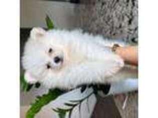 Pomeranian Puppy for sale in Webster, TX, USA