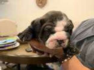 Olde English Bulldogge Puppy for sale in La Puente, CA, USA