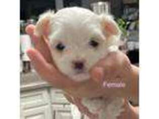 Maltese Puppy for sale in Mcdonough, GA, USA