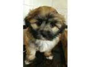 Mal-Shi Puppy for sale in Windermere, FL, USA