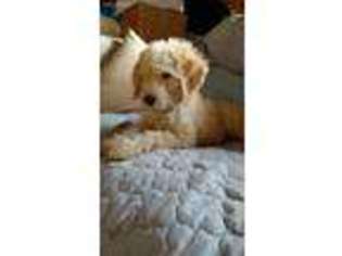 Labradoodle Puppy for sale in Burlington, KY, USA