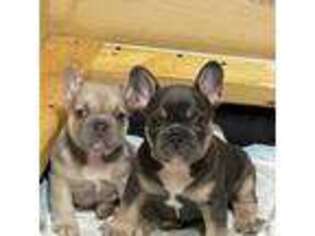 French Bulldog Puppy for sale in Edmore, MI, USA
