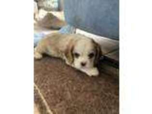 Cavalier King Charles Spaniel Puppy for sale in Bandera, TX, USA