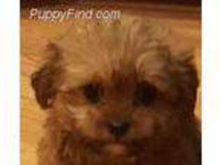 Shih-Poo Puppy for sale in Glenwood, MO, USA