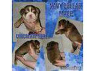 Bulldog Puppy for sale in Rock Hill, SC, USA