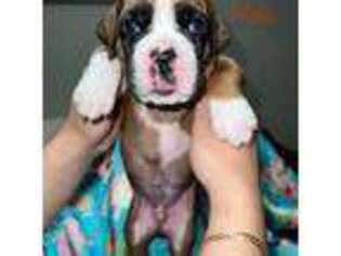 Boxer Puppy for sale in Hialeah, FL, USA