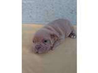 Olde English Bulldogge Puppy for sale in Atwood, IL, USA