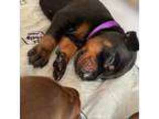 Doberman Pinscher Puppy for sale in Brockton, MA, USA