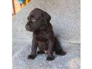 Labrador Retriever Puppy for sale in Roseboro, NC, USA