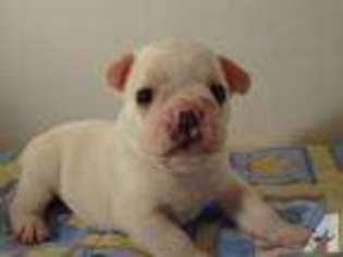 French Bulldog Puppy for sale in HONOBIA, OK, USA