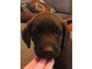 Labrador Retriever Puppy for sale in Springtown, TX, USA