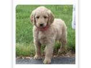 Goldendoodle Puppy for sale in Poughkeepsie, NY, USA