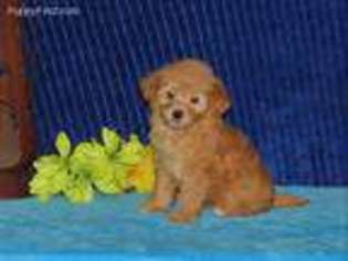 Poovanese Puppy for sale in Gap, PA, USA