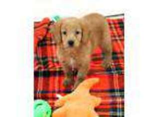 Medium Photo #1 Mutt Puppy For Sale in Hayesville, OH, USA