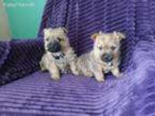 Cairn Terrier Puppy for sale in Durango, IA, USA