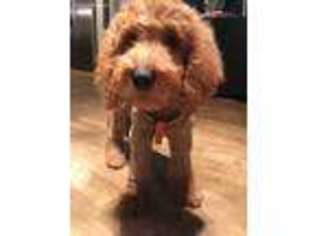 Goldendoodle Puppy for sale in Little Elm, TX, USA