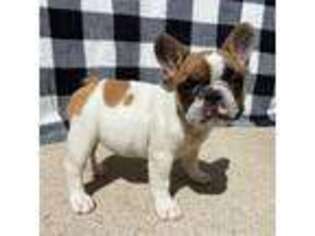 French Bulldog Puppy for sale in Dysart, IA, USA