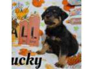 Rottweiler Puppy for sale in Riverview, FL, USA