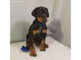 Doberman Pinscher Puppy for sale in Jacksonville, AL, USA