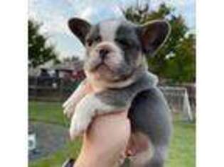 French Bulldog Puppy for sale in Wylie, TX, USA