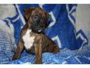 Boxer Puppy for sale in Walton, KY, USA