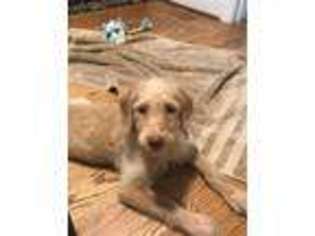 Labradoodle Puppy for sale in WILLOW SPRING, NC, USA