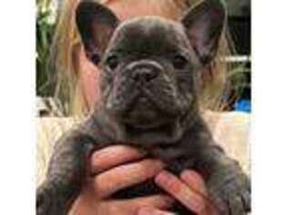 French Bulldog Puppy for sale in Brush, CO, USA