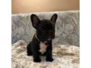 French Bulldog Puppy for sale in Norwood, NC, USA