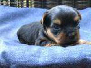 Yorkshire Terrier Puppy for sale in Morristown, TN, USA