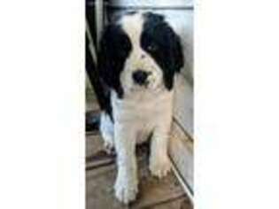 English Springer Spaniel Puppy for sale in Waynesboro, GA, USA