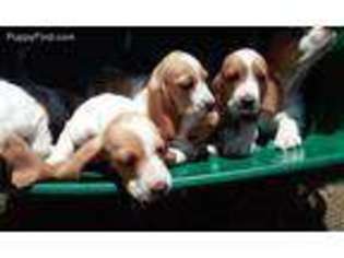 Basset Hound Puppy for sale in Chicago, IL, USA