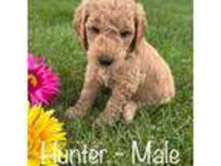 Goldendoodle Puppy for sale in Annville, PA, USA