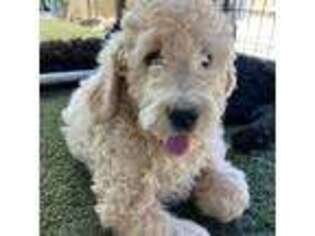 Goldendoodle Puppy for sale in Bakersfield, CA, USA