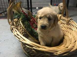 Golden Retriever Puppy for sale in Oregon, OH, USA