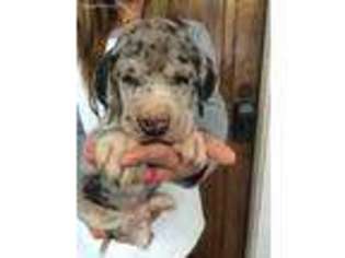 Great Dane Puppy for sale in Shiner, TX, USA