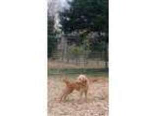 Labradoodle Puppy for sale in Nunnelly, TN, USA