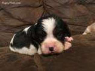 Cavalier King Charles Spaniel Puppy for sale in Cartersville, GA, USA