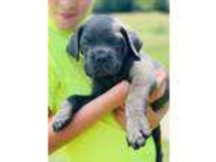 Cane Corso Puppy for sale in Durant, OK, USA