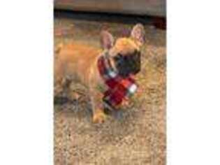 French Bulldog Puppy for sale in Franklin, OH, USA