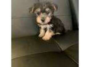 Yorkshire Terrier Puppy for sale in Marietta, GA, USA